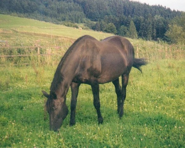 horse Artemis (Württemberger, 1980, from Admiral II)