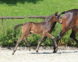 dressage horse Fürstenball's Feedback (Württemberger, 2012, from Fürstenball)