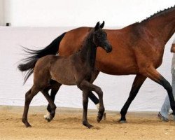 dressage horse For Ever (German Sport Horse, 2012, from Fürstenball)