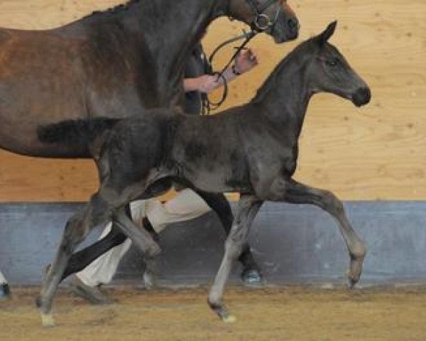 dressage horse For San Remo (Bavarian, 2012, from Fürstenball)