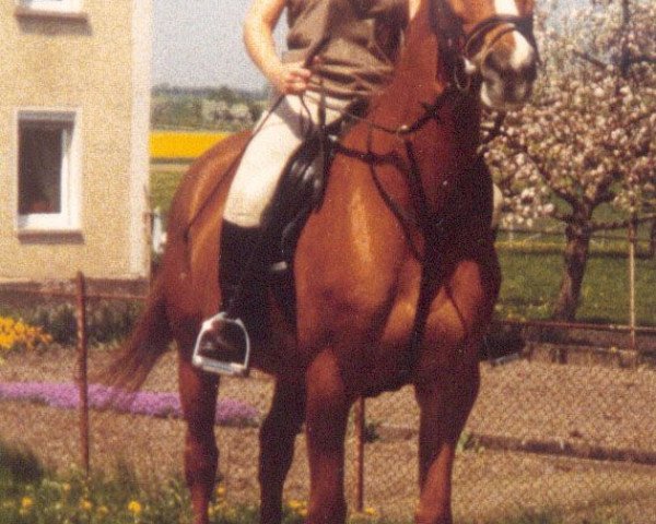 horse Anuschka (Württemberger, 1980, from Admiral II)