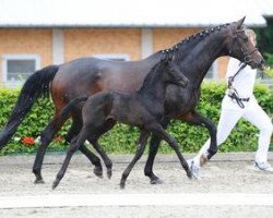 broodmare Ilsotha (German Sport Horse, 2012, from Ituango xx)