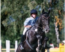 Pferd Mirco 62 (Württemberger, 1987, von Admiral II)