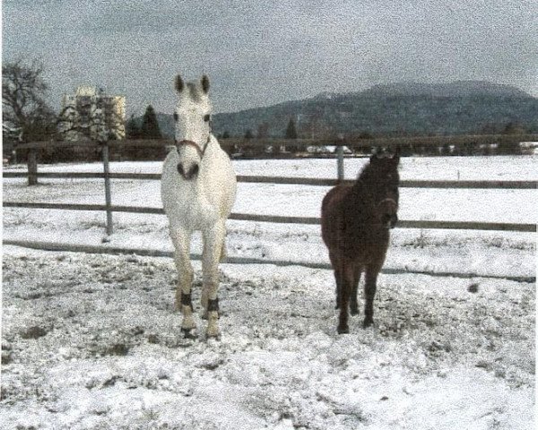 Pferd Azur 38 (Württemberger, 1987, von Admiral II)