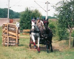 broodmare Astalavista (Württemberger, 1995, from Admiral II)