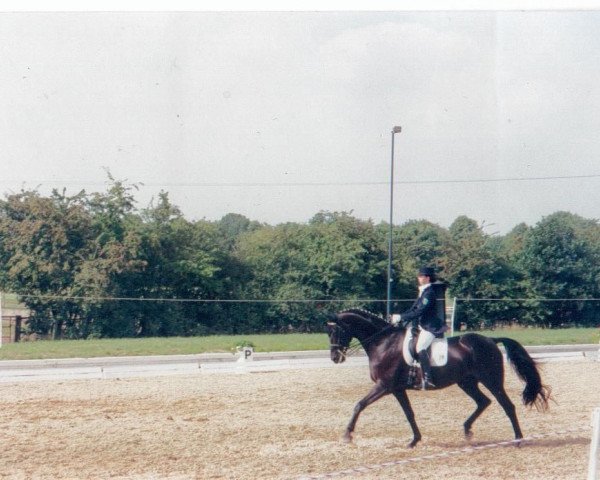 Pferd Ascot 43 (Württemberger, 1985, von Admiral II)