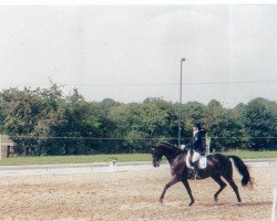 horse Ascot 43 (Württemberger, 1985, from Admiral II)