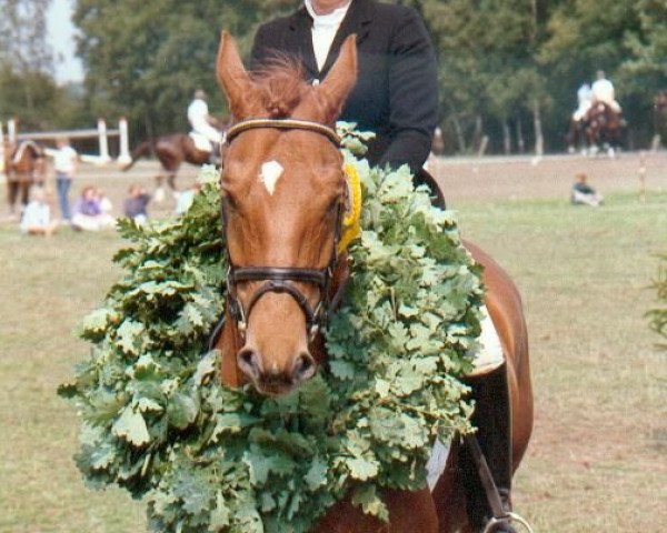 Pferd Armani (Württemberger, 1983, von Admiral II)