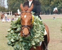 horse Armani (Württemberger, 1983, from Admiral II)