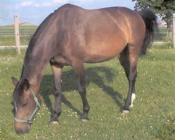 broodmare Ariane (Württemberger, 1994, from Admiral II)