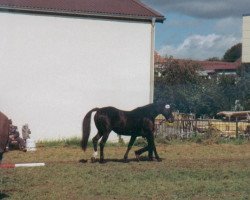 Zuchtstute Ariane (Württemberger, 1982, von Admiral II)