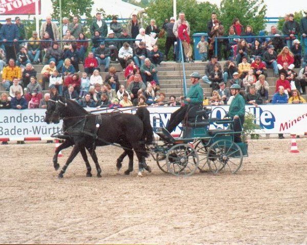 Pferd Archibald 38 (Württemberger, 1988, von Admiral II)