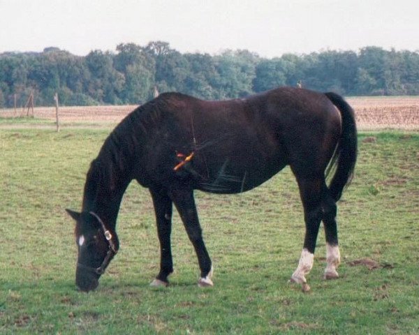 broodmare Anuschka (Württemberger, 1982, from Admiral II)