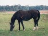 broodmare Anuschka (Württemberger, 1982, from Admiral II)