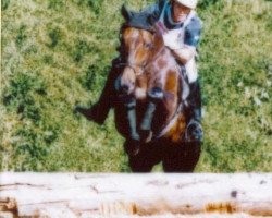 horse Aquill (Württemberger, 1989, from Admiral II)