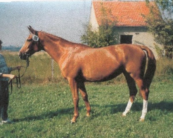 broodmare Aphrodithe (Württemberger, 1984, from Admiral II)