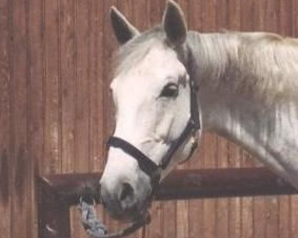 horse Annabell 261 (Württemberger, 1994, from Admiral II)