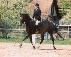 broodmare Amanda (Württemberger, 1987, from Admiral II)