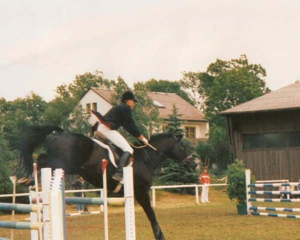 Pferd Aladin (Württemberger, 1982, von Admiral II)