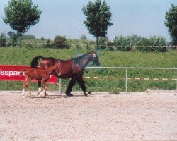 broodmare Adiza (Württemberger, 1982, from Admiral II)