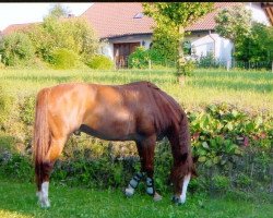 Pferd Adino 18 (Württemberger, 1994, von Admiral II)