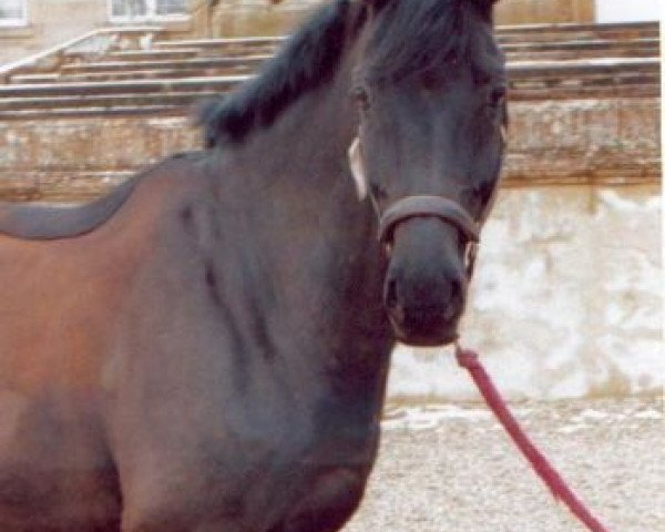 Pferd Abraxas 79 (Württemberger, 1991, von Admiral II)