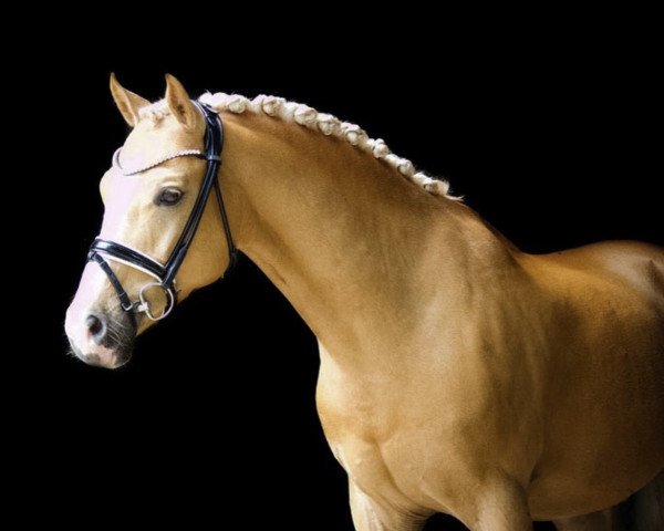 stallion Golden Danny T (German Riding Pony, 2011, from Danny Gold)