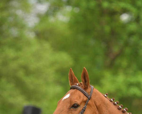 horse Attalos xx (Thoroughbred, 2009, from Monsun xx)