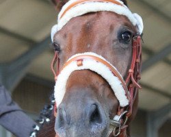 broodmare Cezilia 2 (Oldenburg, 2005, from Crown Z)