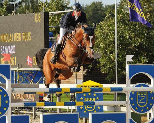 stallion Sanvaro (Oldenburg show jumper, 2005, from Sandro Boy)