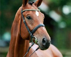 stallion Santhago (Oldenburg, 2007, from Sandro Boy)