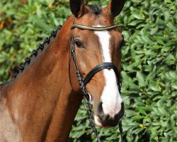 broodmare Acentia (Oldenburg show jumper, 2006, from Chacco-Blue)