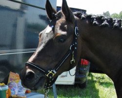 Zuchtstute Sundance B (Deutsches Reitpony, 2003, von Bernhard)