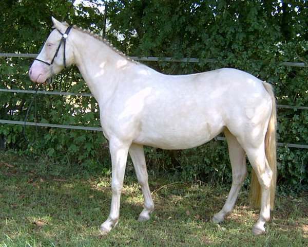 broodmare Stutenhofs Rhonda (German Riding Pony, 2000)