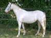 broodmare Stutenhofs Rhonda (German Riding Pony, 2000)