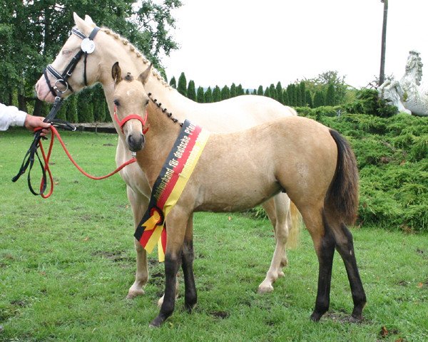 dressage horse Dakota (German Riding Pony, 2005, from Dreamy's Dayton)