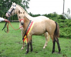 Dressurpferd Dakota (Deutsches Reitpony, 2005, von Dreamy's Dayton)