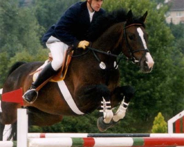 broodmare Vicenza (KWPN (Royal Dutch Sporthorse), 1993, from Voltaire)