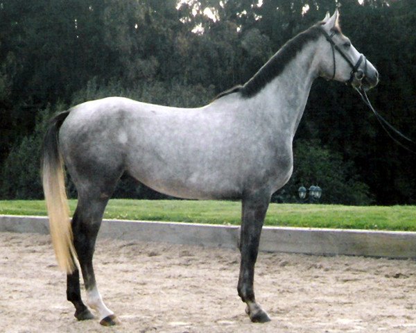 dressage horse Denver 166 (Little German Riding Horse, 2001, from Dreamy's Dayton)