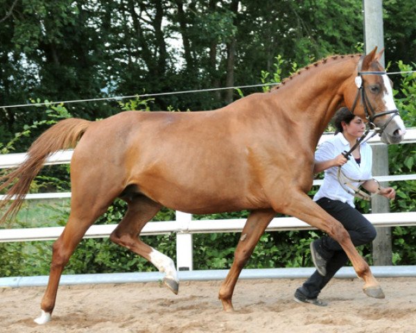 broodmare Larissa (Oldenburg, 2000, from Rubin Rouge)