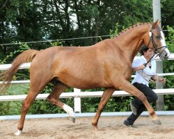 broodmare Larissa (Oldenburg, 2000, from Rubin Rouge)