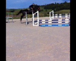 jumper Ryta 2 (Polnisches Warmblut, 2005, from Asceta)