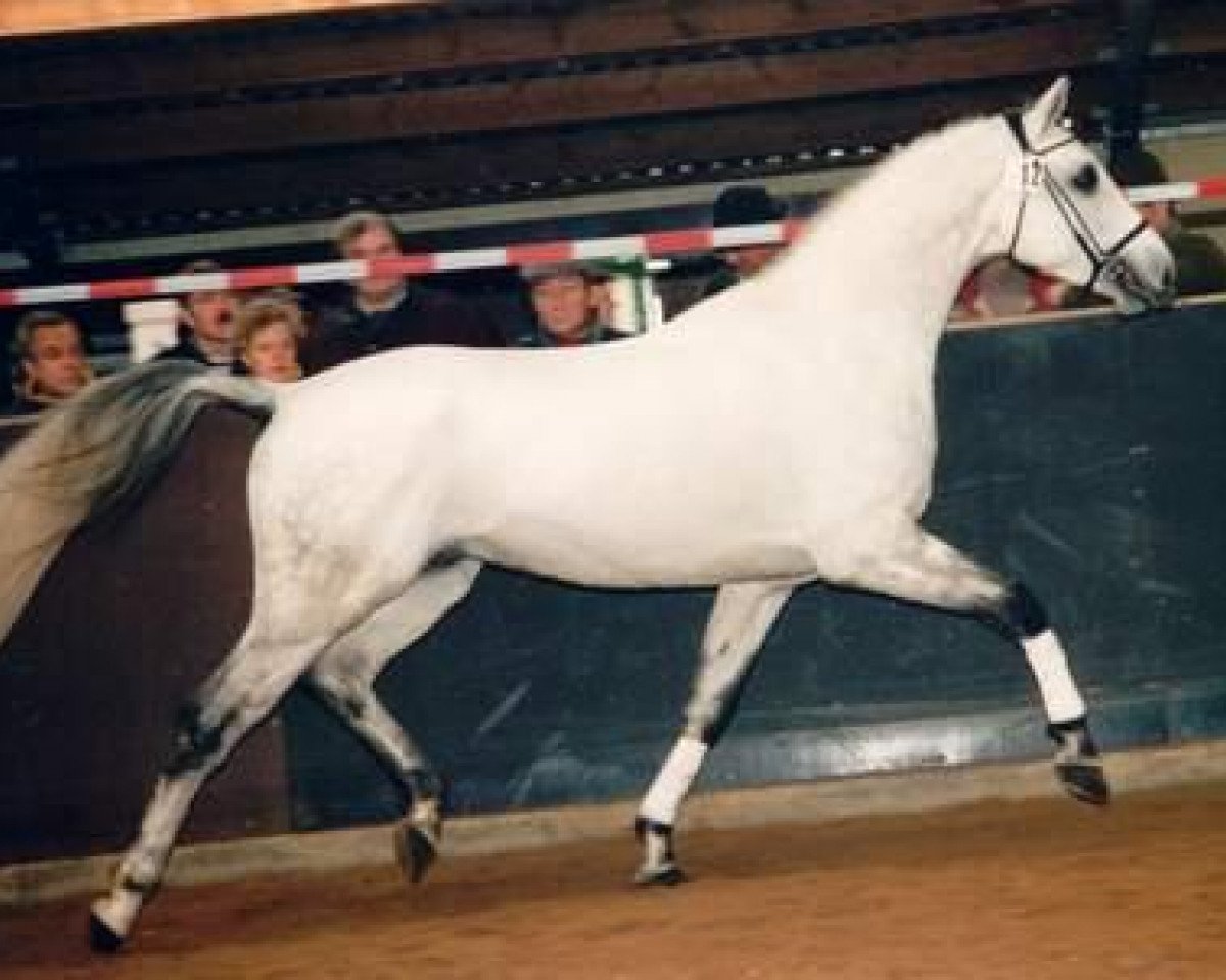 stallion Eros AA (Anglo-Arabs, 1988, from Pamino ShA)