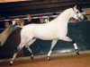 stallion Eros AA (Anglo-Arabs, 1988, from Pamino ShA)