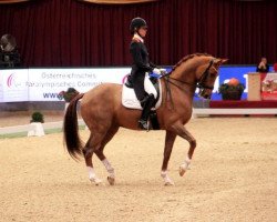 dressage horse Unlimited (KWPN (Royal Dutch Sporthorse), 2001, from Jazz)