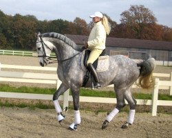 Pferd Windhof's Zampino (Arabisches Halbblut / Partbred, 2002, von Windhof's Zenith AA)