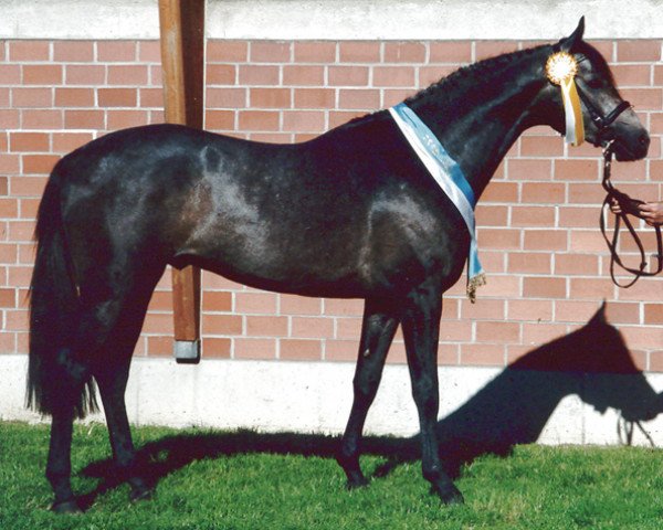 stallion Windhof's Zenith AA (Anglo-Arabs, 1997, from Ocamonte xx)
