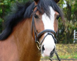 broodmare Viva (Lusitano, 2002, from Oxoa)