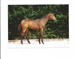 broodmare Rising Sun I (Holsteiner, 2001, from Landjunge)