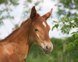 Dressurpferd DorFuchs (Oldenburger, 2022, von Gut Wettlkam's D'Avie FRH)